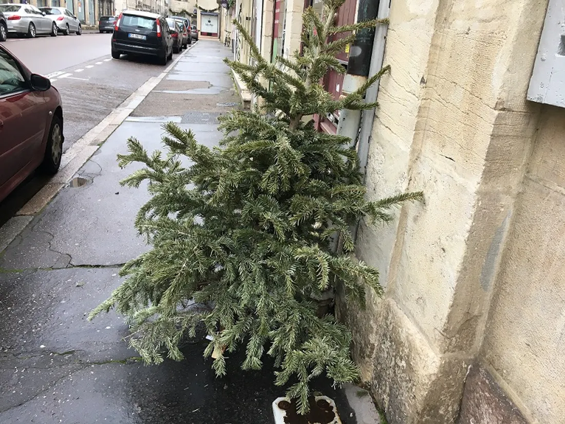 Il faut déposer votre sapin sur votre trottoir sans décoration 